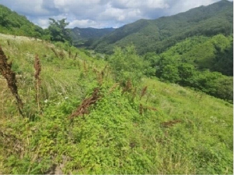 2025타경5352 충청북도 단양군 대강면 덕촌리 113 농지 경매 이미지