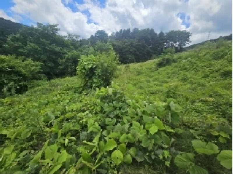 2025타경5352 충청북도 단양군 대강면 덕촌리 113 농지 경매 이미지