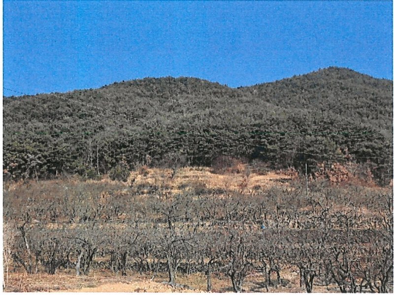 2025타경5360 경상북도 청도군 매전면 하평리 산2 임야 경매 이미지