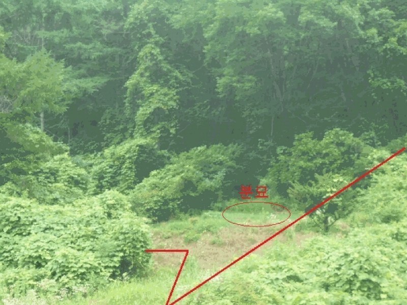 2025타경5364 충청북도 제천시 덕산면 도기리 산54 임야 경매 이미지