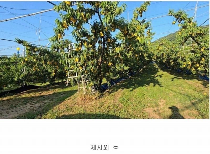 2024타경476 충청북도 옥천군 청성면 능월리 246 임야 경매 이미지