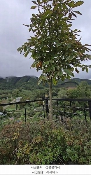 2024타경11407 충청북도 옥천군 군북면 증약리 1169 주택 경매 이미지