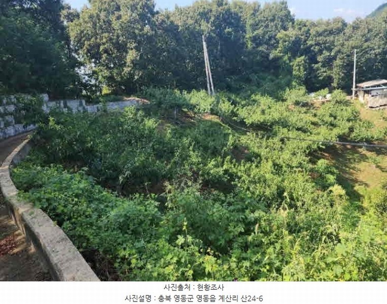2024타경704 충청북도 영동군 영동읍 계산리 산24-6 임야 경매 이미지