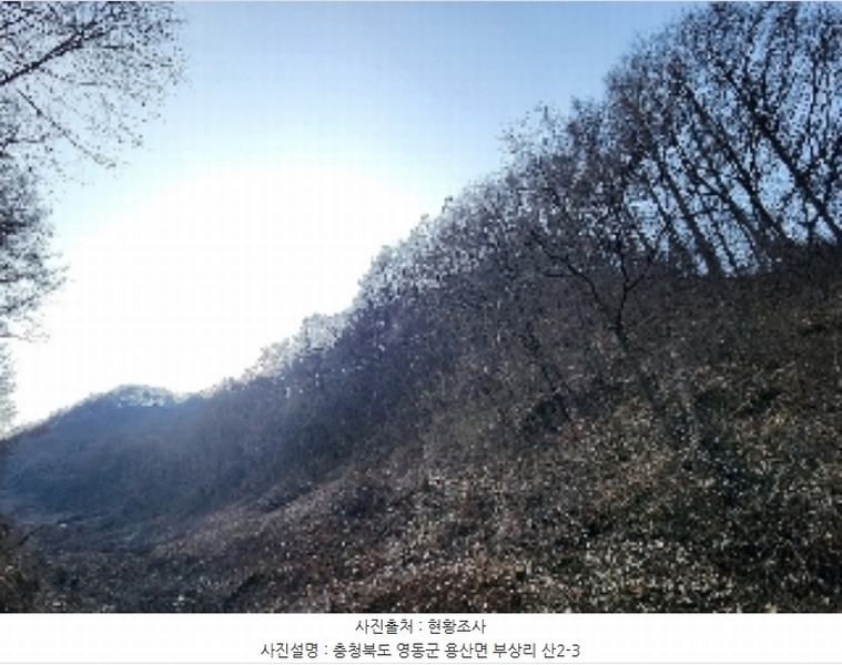 2024타경11506 충청북도 영동군 용산면 부상리 산2-3 임야 경매 이미지