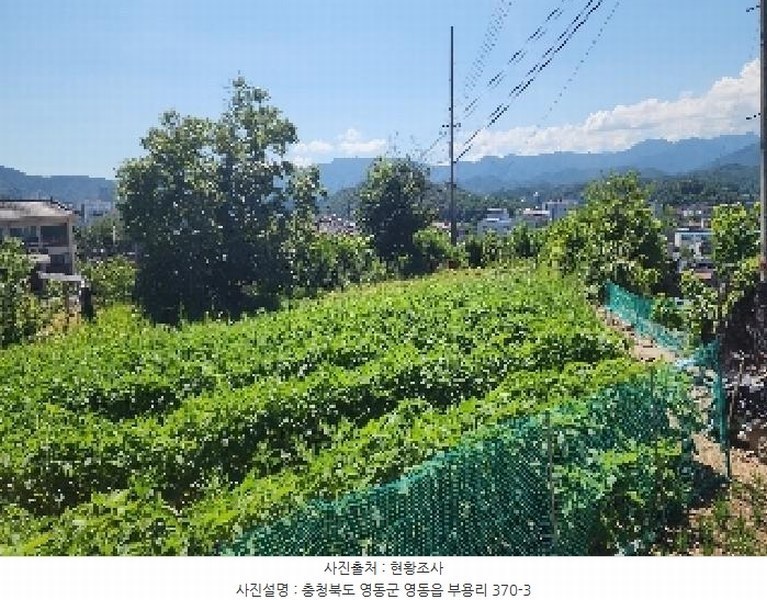 2025타경93 충청북도 영동군 영동읍 부용리 370-3 농지 경매 이미지