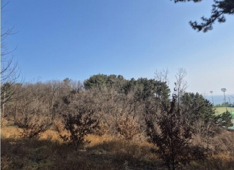 2025타경10117 경상북도 영덕군 강구면 강구리 168 농지 경매 이미지