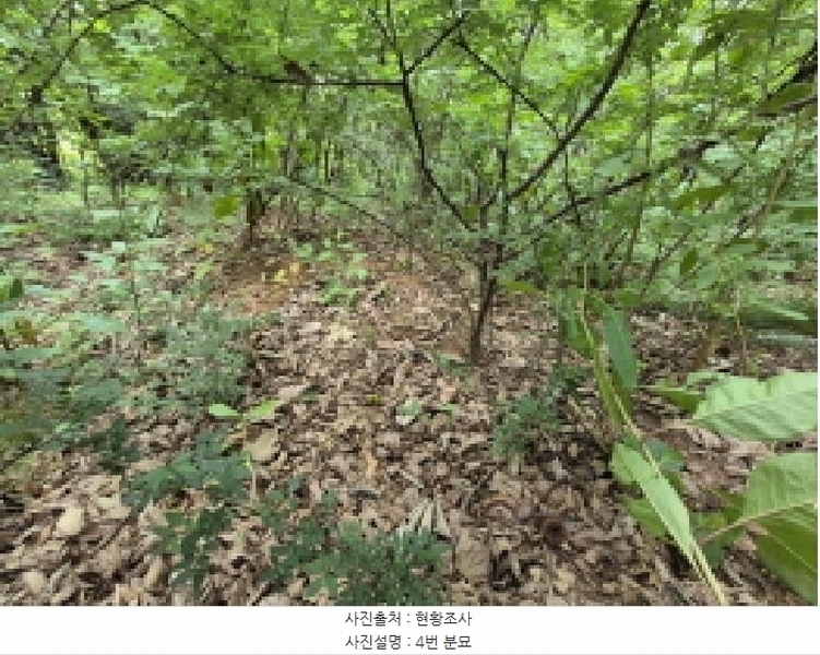 2024타경11382 세종특별자치시 장군면 봉안리 산40-41 임야 경매 이미지