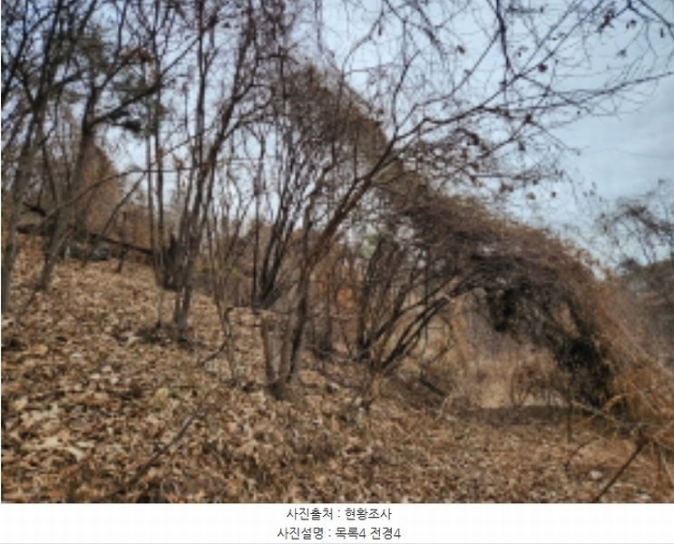 2024타경11382 세종특별자치시 장군면 봉안리 산40-41 임야 경매 이미지