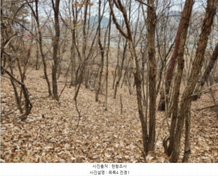 2024타경11382 세종특별자치시 장군면 봉안리 산40-41 임야 경매 이미지