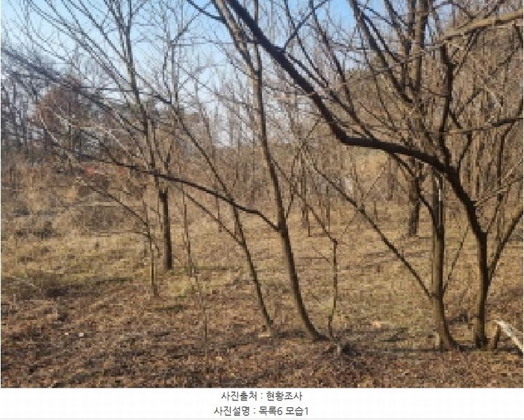 2025타경501726 세종특별자치시 연동면 내판리 1-4 임야 경매 이미지