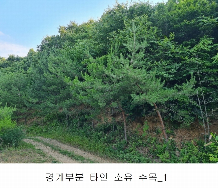 2023타경4523 세종특별자치시 장군면 금암리 318-1 임야 경매 이미지