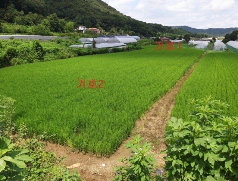 2024타경8195 세종특별자치시 전동면 보덕리 278 농지 경매 이미지