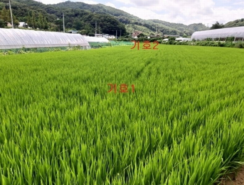 2024타경8195 세종특별자치시 전동면 보덕리 278 농지 경매 이미지
