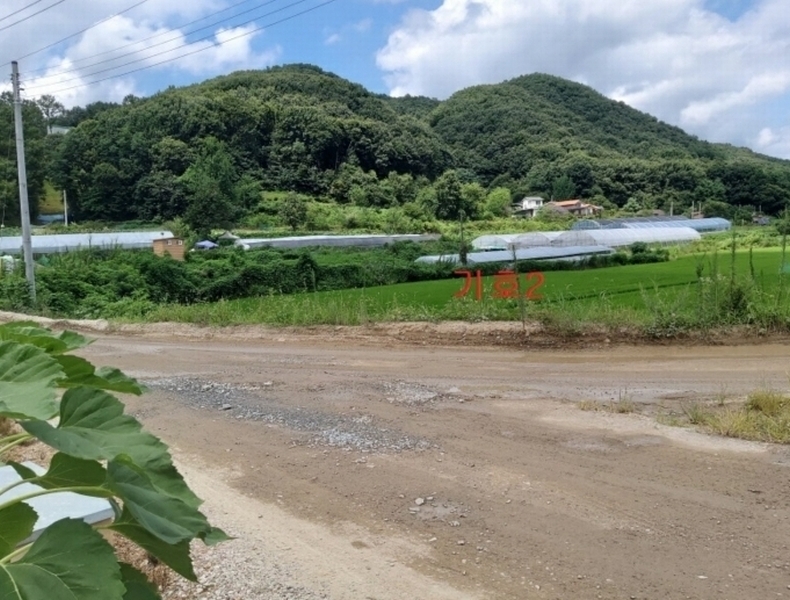 2024타경8195 세종특별자치시 전동면 보덕리 278 농지 경매 이미지