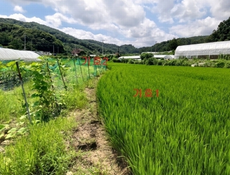 2024타경8195 세종특별자치시 전동면 보덕리 278 농지 경매 이미지
