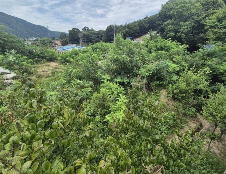 2025타경3675 세종특별자치시 장군면 금암리 367-25 대지 경매 이미지
