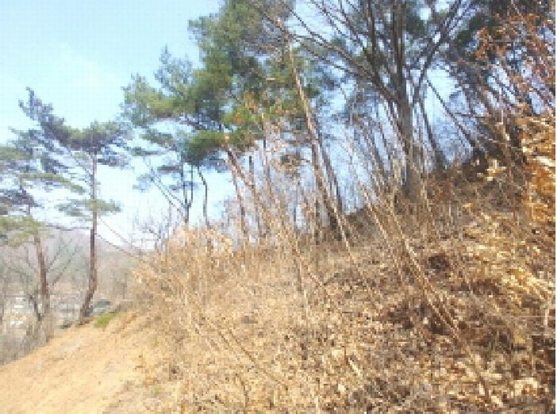 2025타경502103 충청남도 금산군 진산면 지방리 385-1 임야 경매 이미지