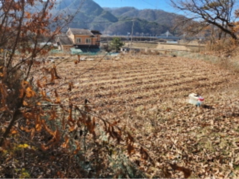 2025타경501827 세종특별자치시 부강면 금호리 614-4 임야 경매 이미지