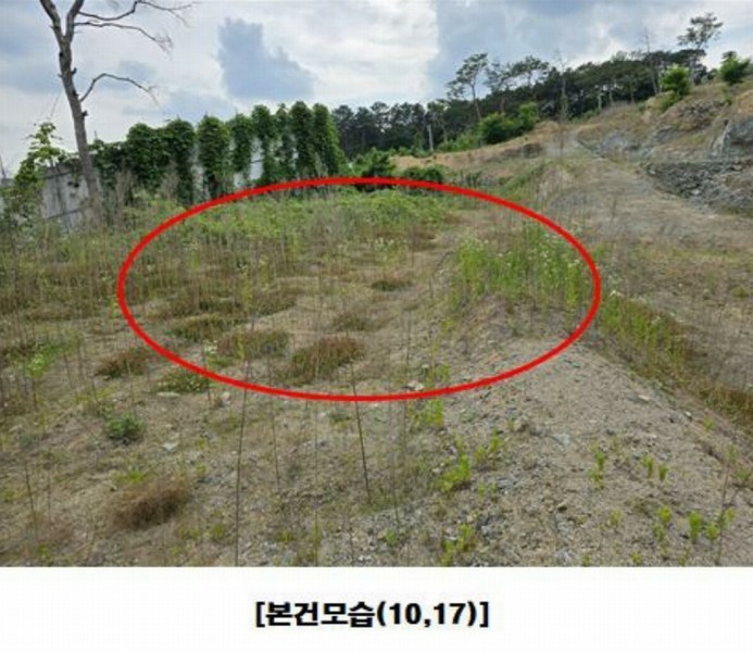 2025타경502437 세종특별자치시 장군면 대교리 175-2 임야 경매 이미지