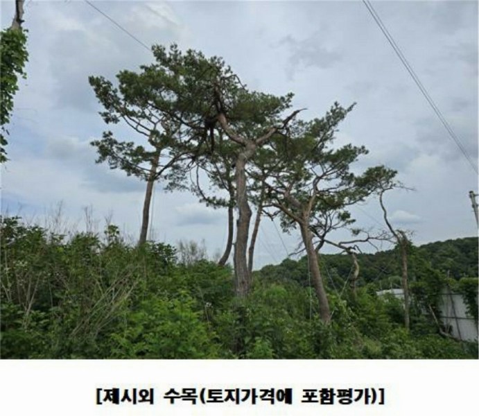 2025타경502437 세종특별자치시 장군면 대교리 175-2 임야 경매 이미지