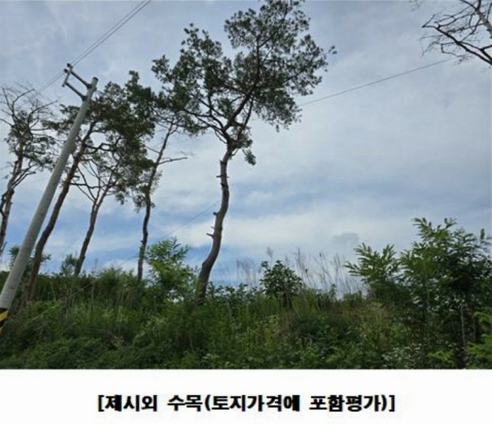 2025타경502437 세종특별자치시 장군면 대교리 175-2 임야 경매 이미지