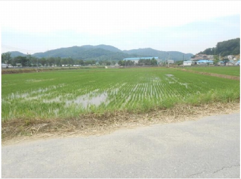 2025타경502569 세종특별자치시 전동면 보덕리 388-1 농지 경매 이미지