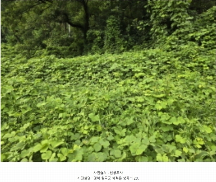 2024타경5998 경상북도 칠곡군 석적읍 성곡리 20 농지 경매 이미지