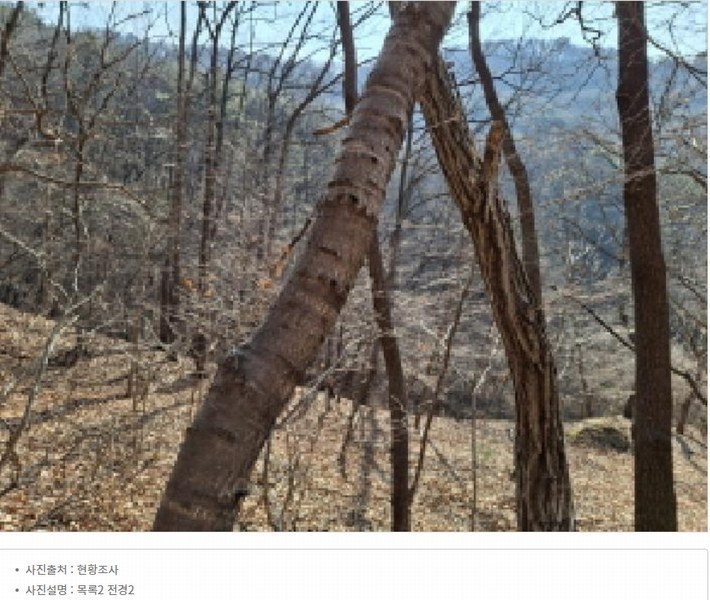 2025타경500605 대전광역시 동구 장척동 36 주택 경매 이미지
