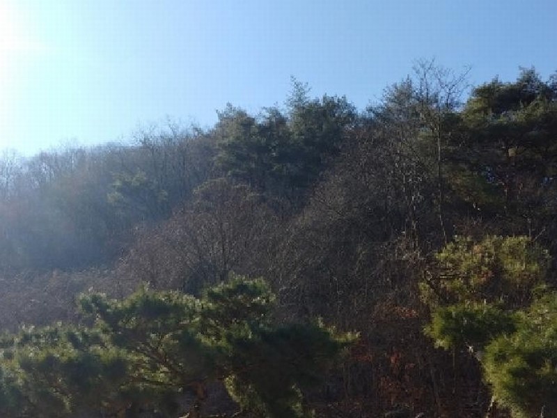 2024타경11726 충청남도 금산군 진산면 삼가리 산107-14 임야 경매 이미지
