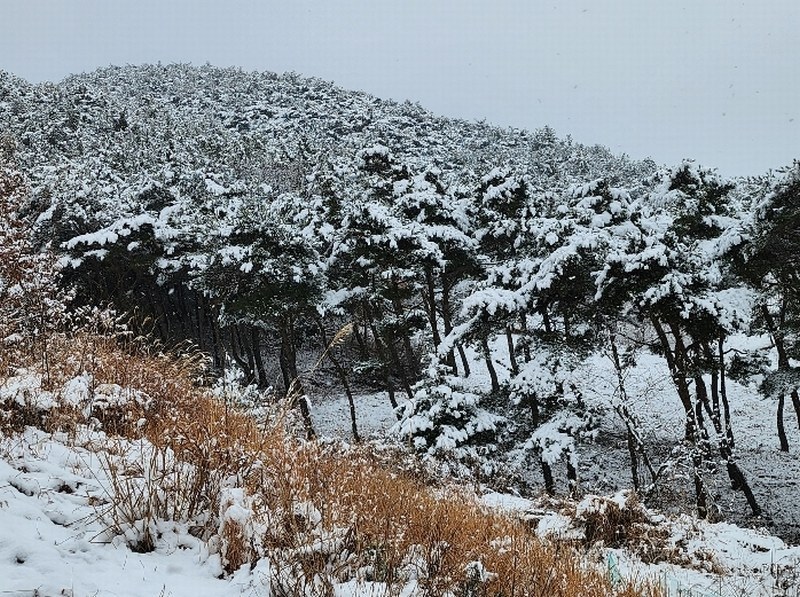 2024타경22286 충청남도 보령시 남포면 소송리 산51 임야 경매 이미지