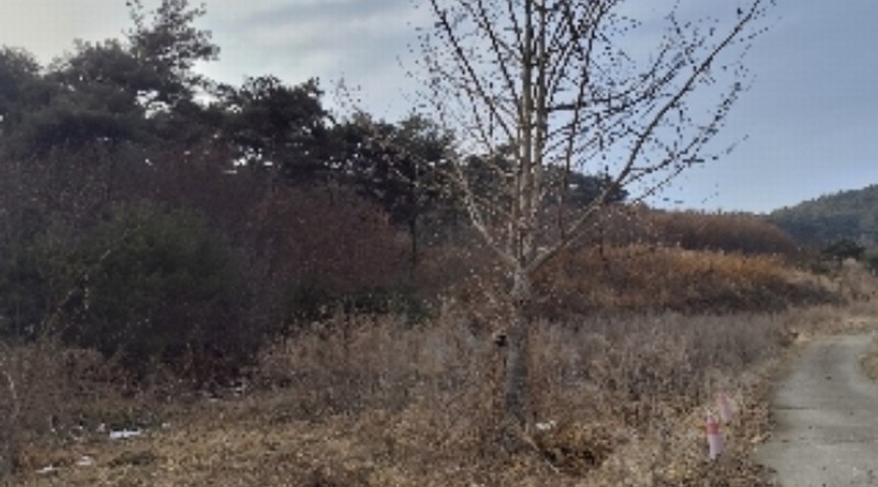 2024타경22286 충청남도 보령시 남포면 소송리 산51 임야 경매 이미지