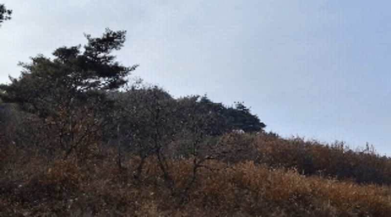 2024타경22286 충청남도 보령시 남포면 소송리 산51 임야 경매 이미지