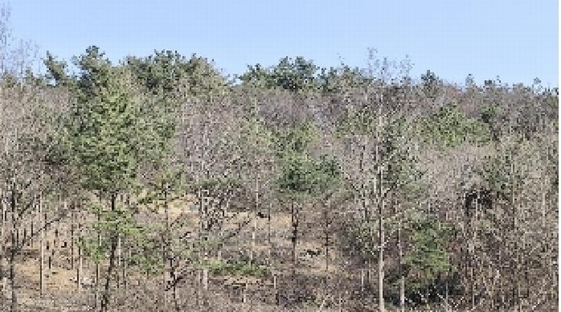 2025타경740 충청남도 서천군 서면 부사리 산33-8 임야 경매 이미지