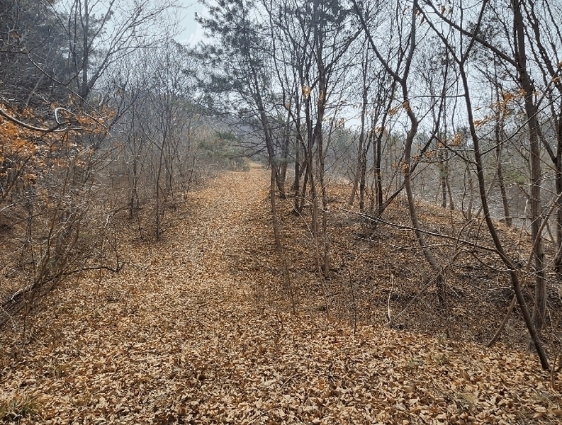 2025타경740 충청남도 서천군 서면 부사리 산33-8 임야 경매 이미지