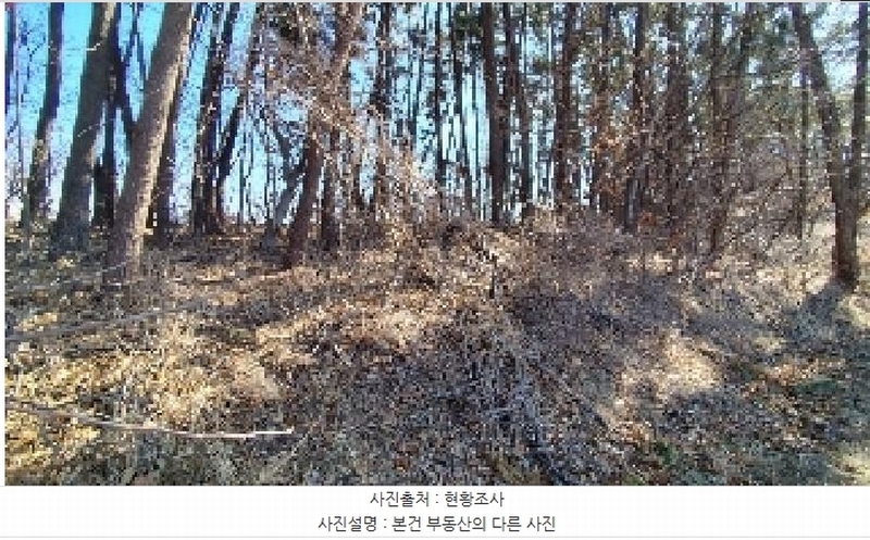 2025타경15550 충청남도 서천군 비인면 선도리 산15 임야 경매 이미지