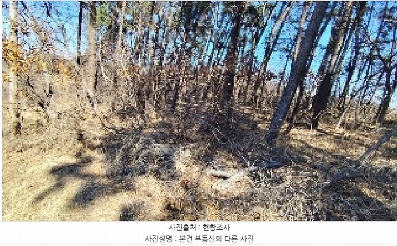 2025타경15550 충청남도 서천군 비인면 선도리 산15 임야 경매 이미지