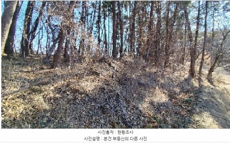 2025타경15550 충청남도 서천군 비인면 선도리 산15 임야 경매 이미지