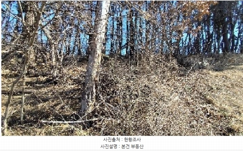 2025타경15550 충청남도 서천군 비인면 선도리 산15 임야 경매 이미지
