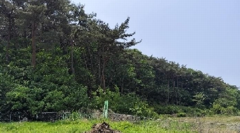 2025타경15704 충청남도 보령시 오천면 영보리 산21-48 임야 경매 이미지