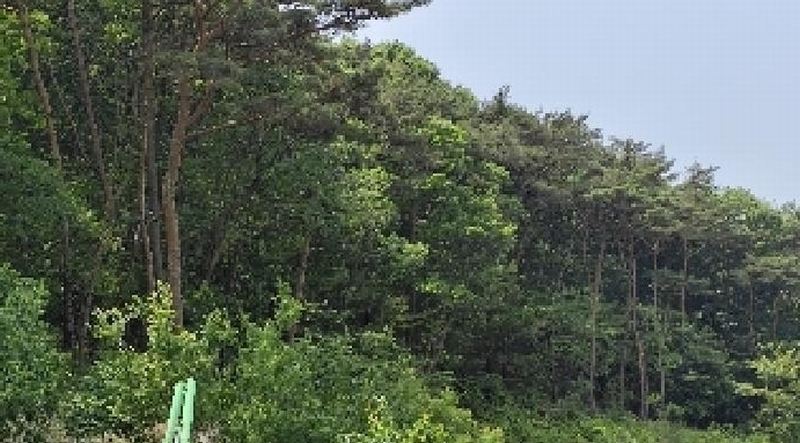 2025타경15704 충청남도 보령시 오천면 영보리 산21-48 임야 경매 이미지