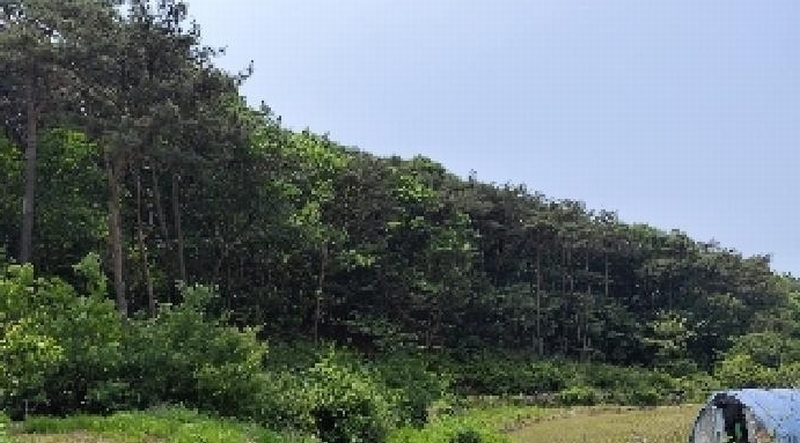 2025타경15704 충청남도 보령시 오천면 영보리 산21-48 임야 경매 이미지