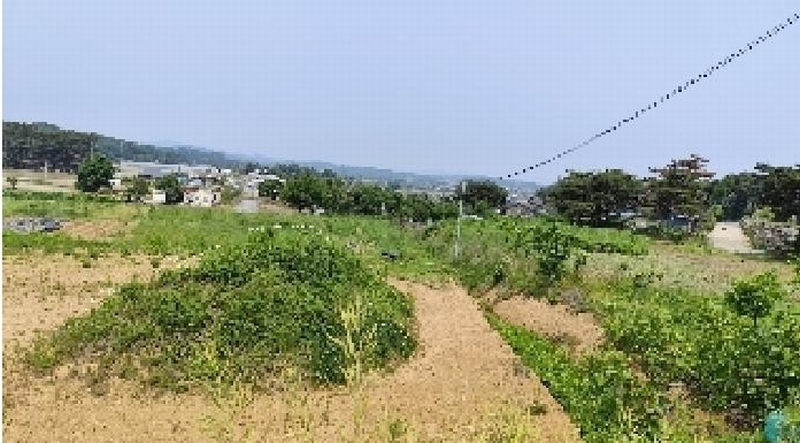 2025타경15729 충청남도 보령시 청소면 야현리 205-7 농지 경매 이미지