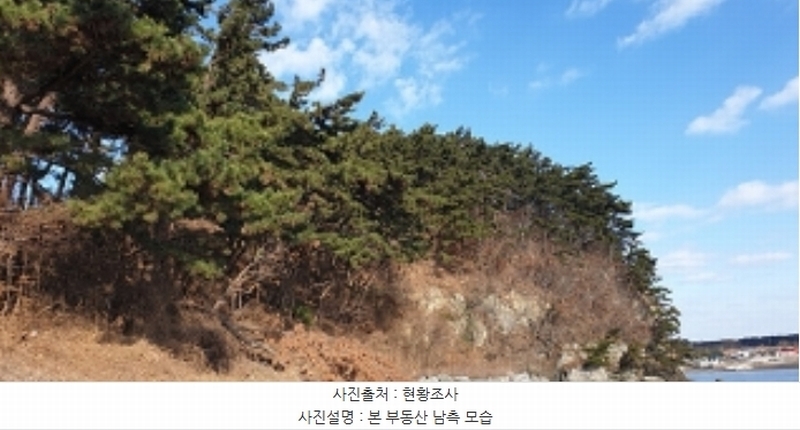 2025타경15984 충청남도 보령시 오천면 원산도리 333-6 임야 경매 이미지