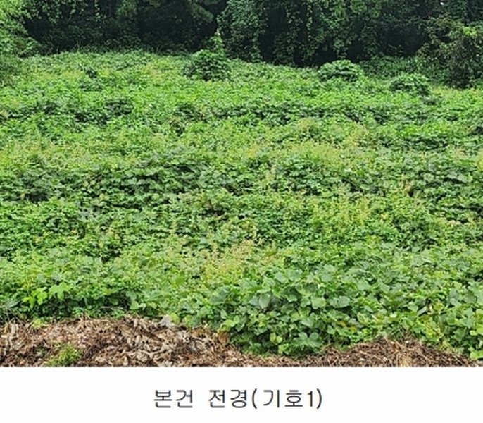 2025타경15984 충청남도 보령시 오천면 원산도리 333-6 임야 경매 이미지