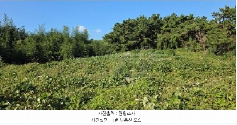 2025타경15984 충청남도 보령시 오천면 원산도리 333-6 임야 경매 이미지