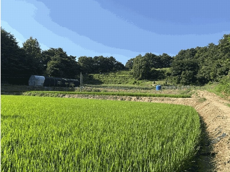 2025타경15842 충청남도 서천군 판교면 흥림리 609 농지 경매 이미지