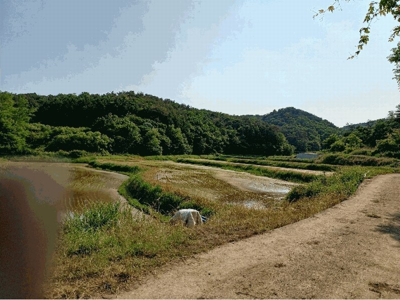 2025타경420 경상북도 경주시 하동 산203 임야 경매 이미지