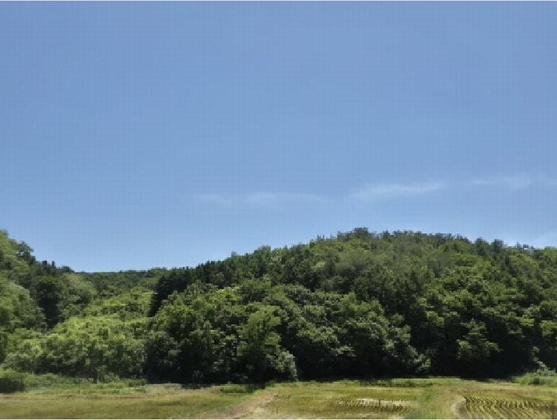 2025타경420 경상북도 경주시 하동 산203 임야 경매 이미지