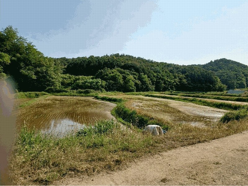 2025타경420 경상북도 경주시 하동 산203 임야 경매 이미지
