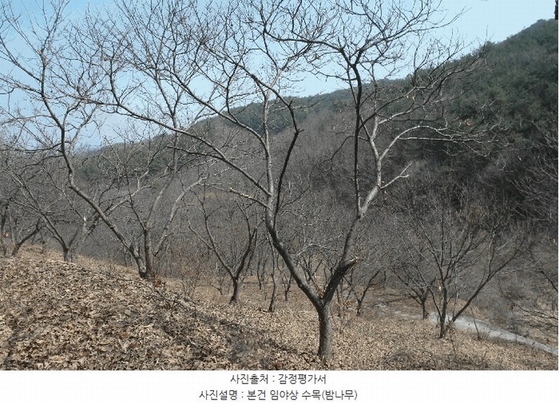 2025타경20282 충청남도 부여군 충화면 천당리 산209 임야 경매 이미지